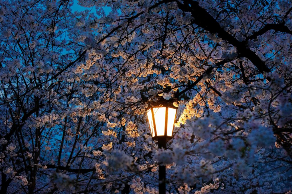 夜樱与路灯摄影指南：夜间樱花与城市灯光的共生美学｜东京春季限定景观-魔兽创作